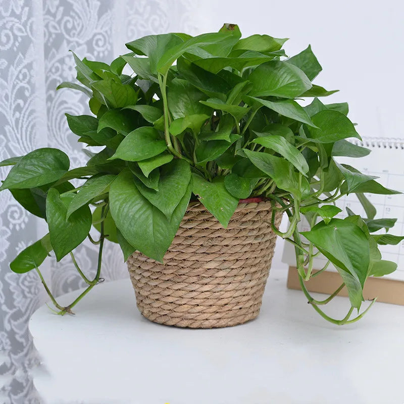 Woven Flower Plant Pot Basket